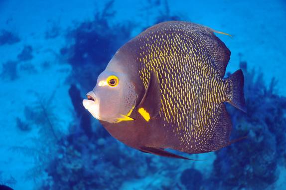 French Angel Fish. Photo by Rainer Meyer.